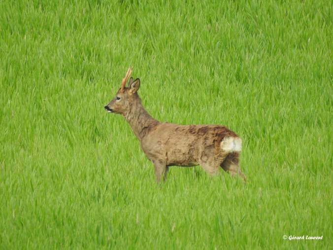Un chevreuil debout dans un champ de gazon vert, avec de nouveaux bois visibles sur sa tête.